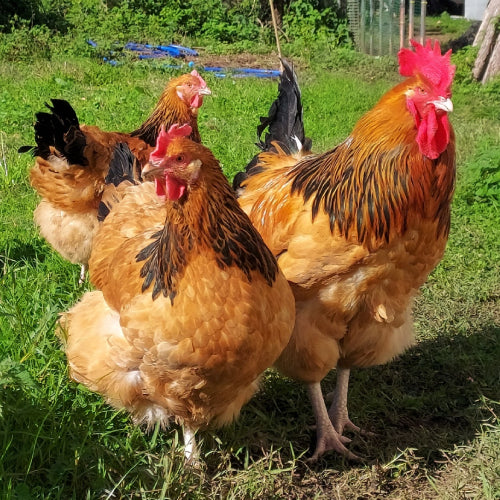 Sponsor a chicken - Sole sponsor π